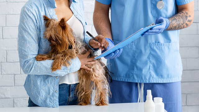 Cirurgia em animais em São José dos Pinhais