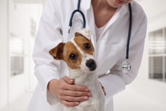 Cirurgia animal em São José dos Pinhais