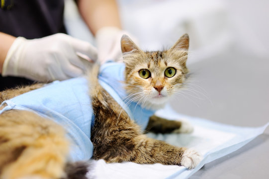 Cirurgia de bexiga em gatos