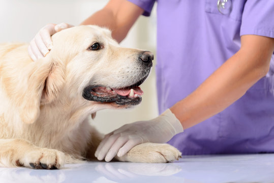 Cirurgia para cachorro em São José dos Pinhais