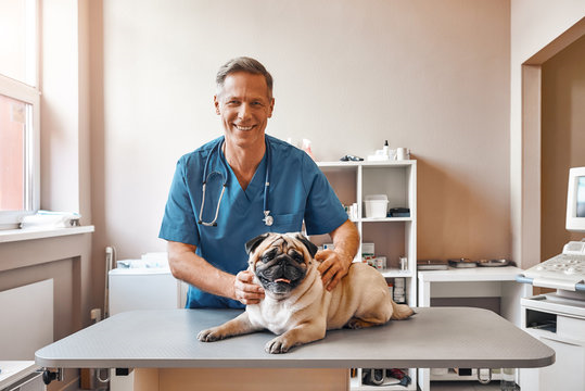 Cirurgia de castração de cachorro