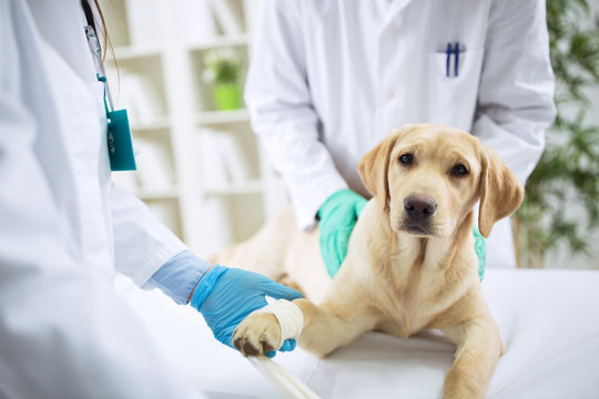 Cirurgia para castração de cachorro preço