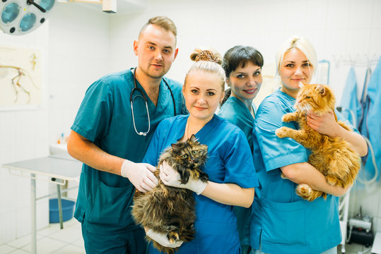 Cirurgia de castração de gato