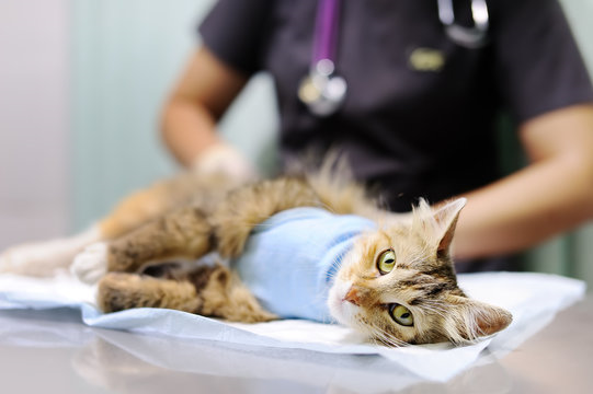 Cirurgia em gato em Curitiba