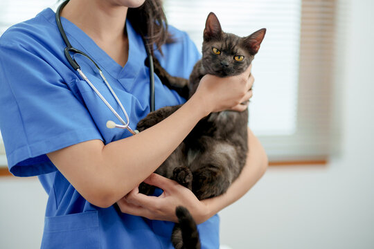 Cirurgia em gato em São José dos Pinhais