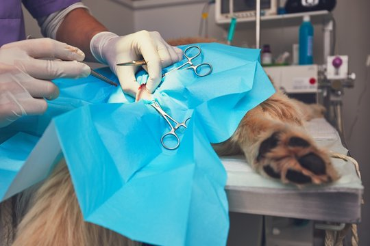 Cirurgia de intestino em cachorro