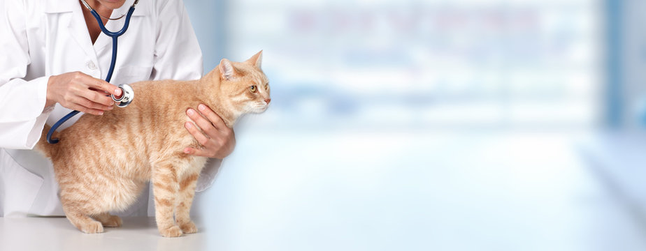 Cirurgia penectomia em gatos valor