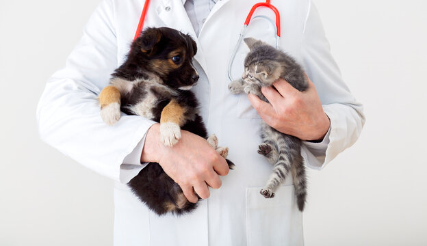 Cirurgia em pequenos animais
