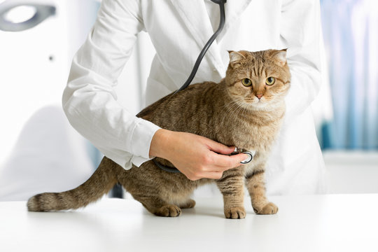 Cirurgia para retirada de tumor em gatos valor