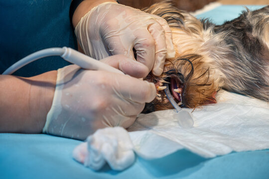Cirurgia para tirar tártaro de cachorro