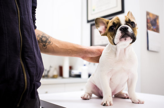 Clínica veterinária de animais