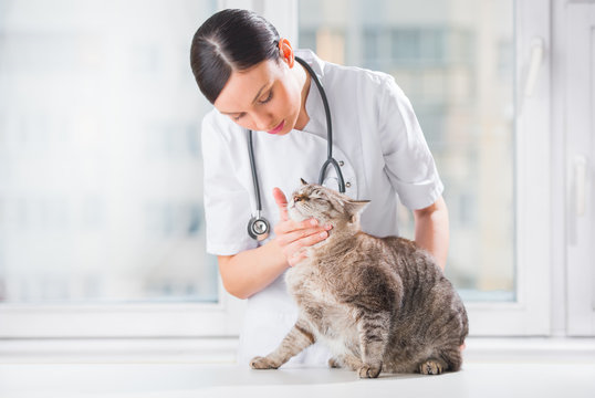 Clínica veterinária com dermatologista