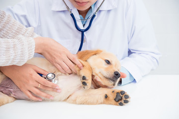 Clínica veterinária com internação em Curitiba