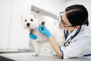 Clínica veterinária mais próxima de mim