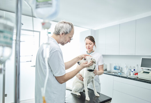 Clínica veterinária mais próxima em São José dos Pinhais