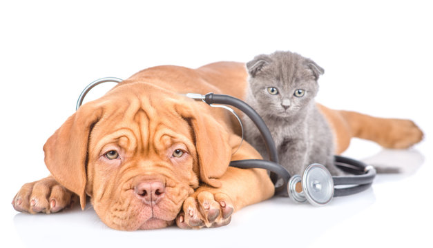 Clínica veterinária próximo a mim em São José dos Pinhais