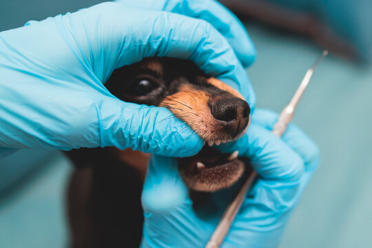 Dentista veterinário em Curitiba