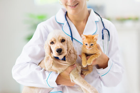 Dermatologia veterinária em Curitiba