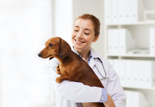 Dermatologista para cães