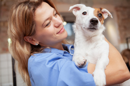 Imagem ilustrativa de Hospital para cachorros