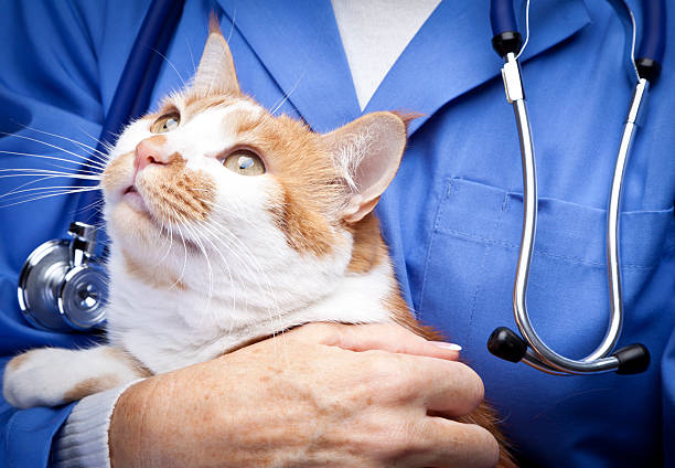 Hospital de emergência para gatos