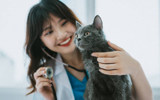Hospital de gatos