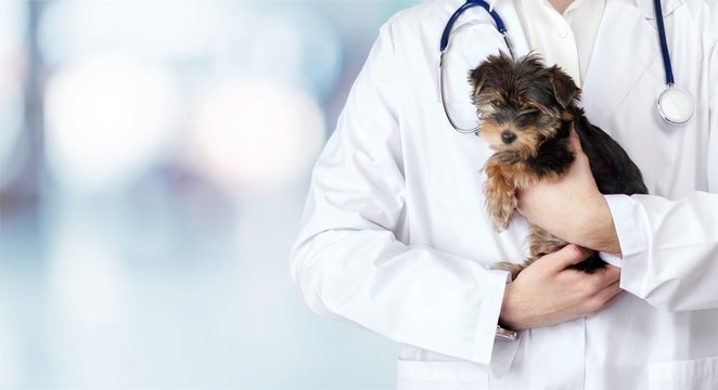 Hospital veterinário de cachorro