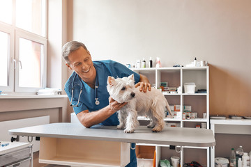 Imagem ilustrativa de Hospital veterinário perto de mim