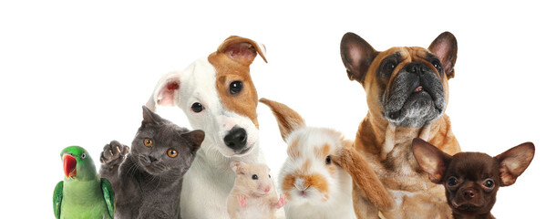 Imagem ilustrativa de Hospital veterinário em São José dos Pinhais