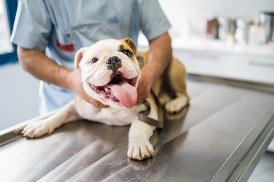 Internação de cachorro em Curitiba
