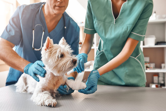 Internação em clínica veterinária