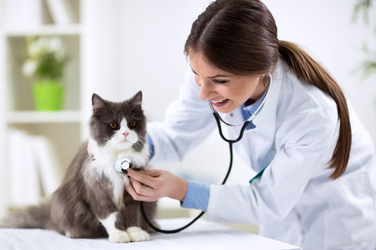 Internação veterinária em Curitiba