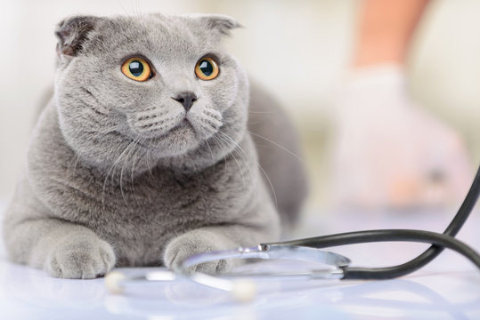 Internação veterinária preço