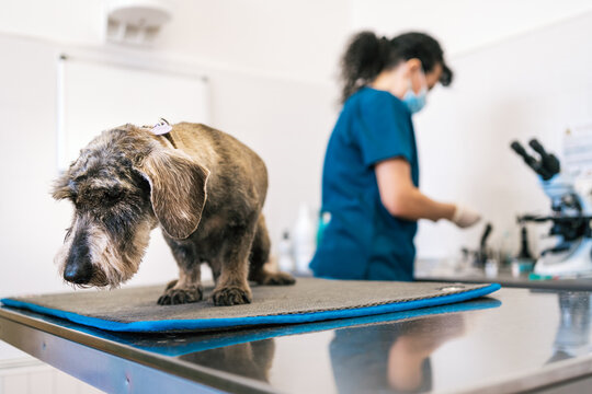 Internação veterinária em São José dos Pinhais