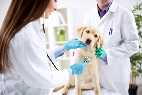 Médico veterinário dermatologista