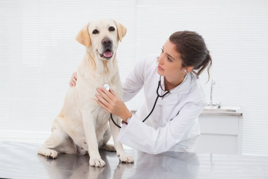 Médico veterinário em São José dos Pinhais