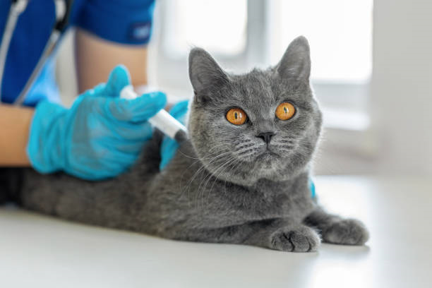 Preço de internação de gato