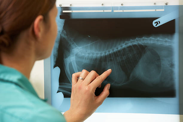 Raio x veterinário em São José dos Pinhais