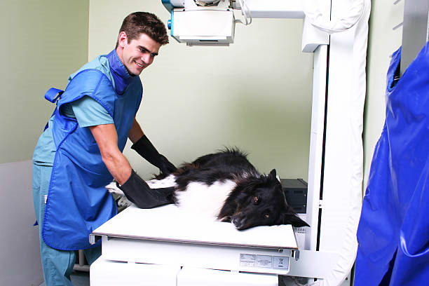 Raio x veterinário valor