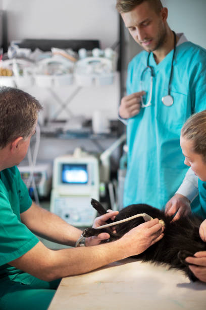 Ultrassom vet em São José dos Pinhais