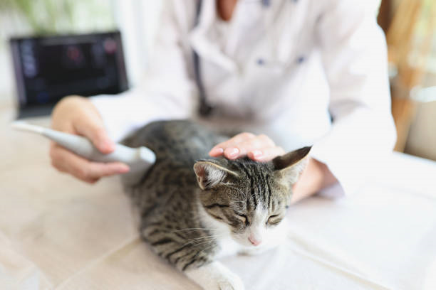 Ultrassom veterinário em Curitiba