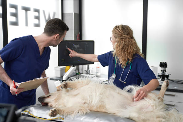 Ultrassom veterinário em São José dos Pinhais
