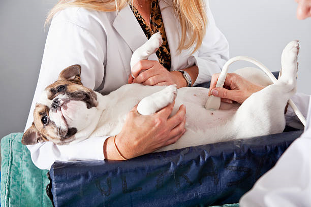 Ultrassom veterinário valor