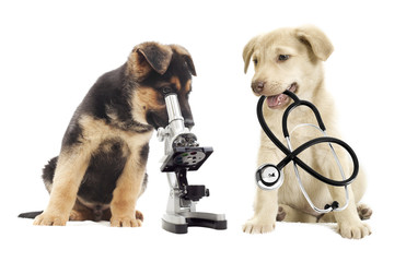 Valor de internação veterinária