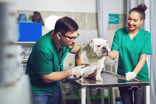Veterinária próximo a mim em São José dos Pinhais