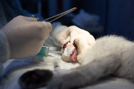 Veterinário dentista em Curitiba