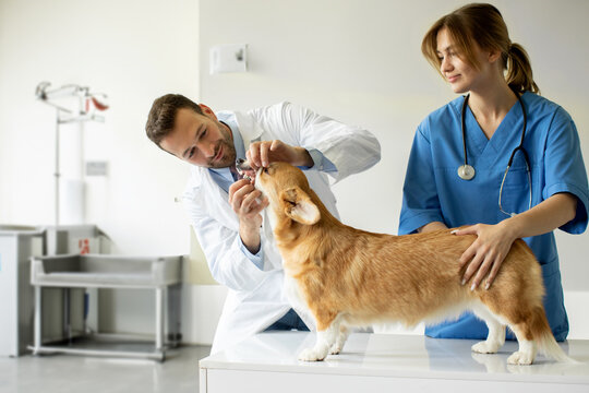 Veterinário dentista em São José dos Pinhais