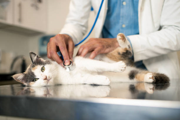 Veterinário especialista em gatos