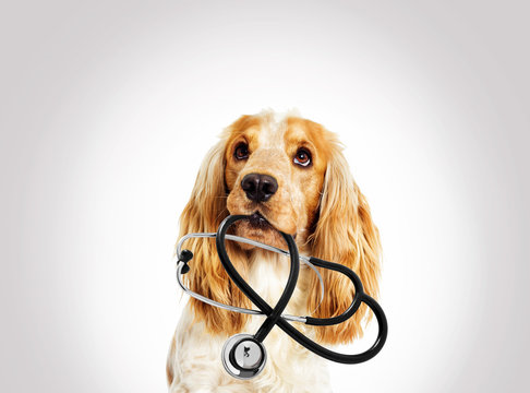 Veterinário próximo a mim