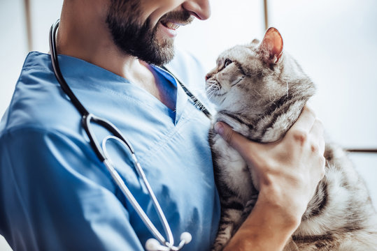 Veterinário próximo a mim em São José dos Pinhais